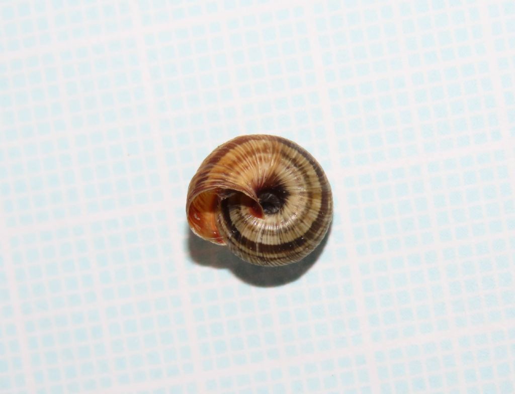 Gasteropode da identificare