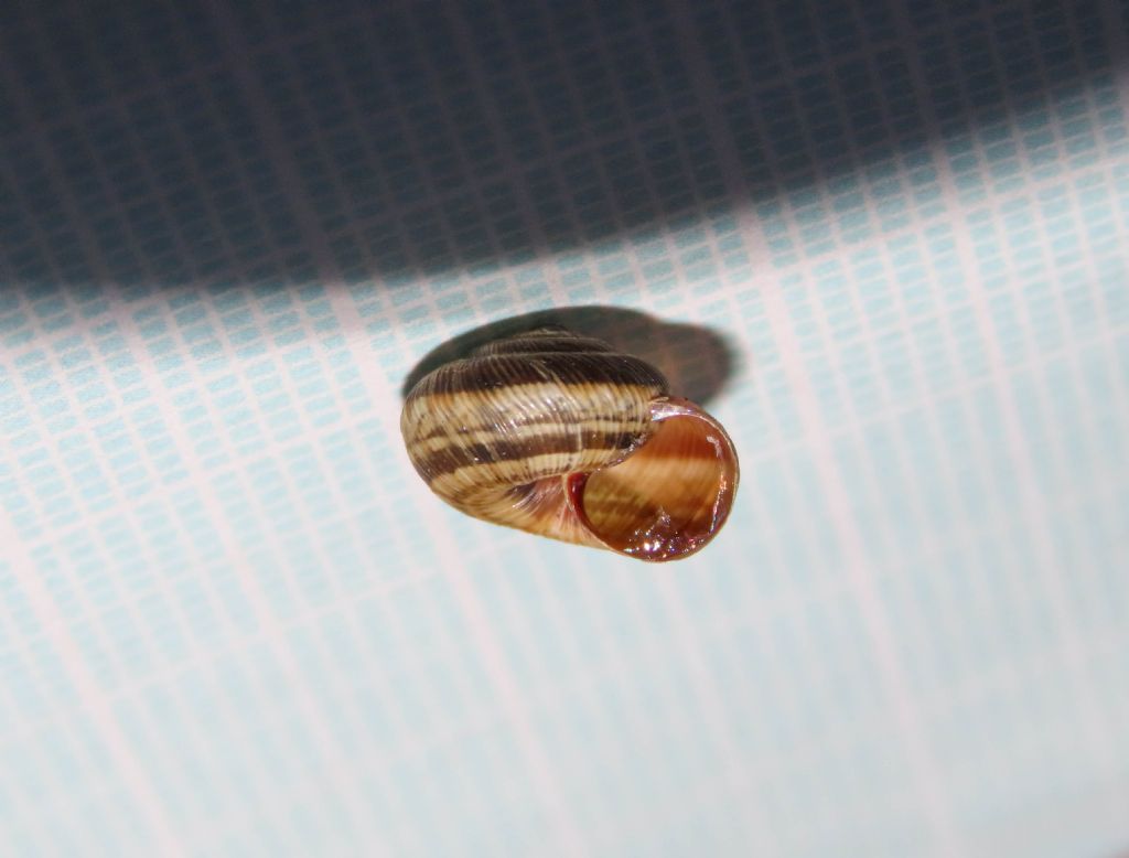 Gasteropode da identificare