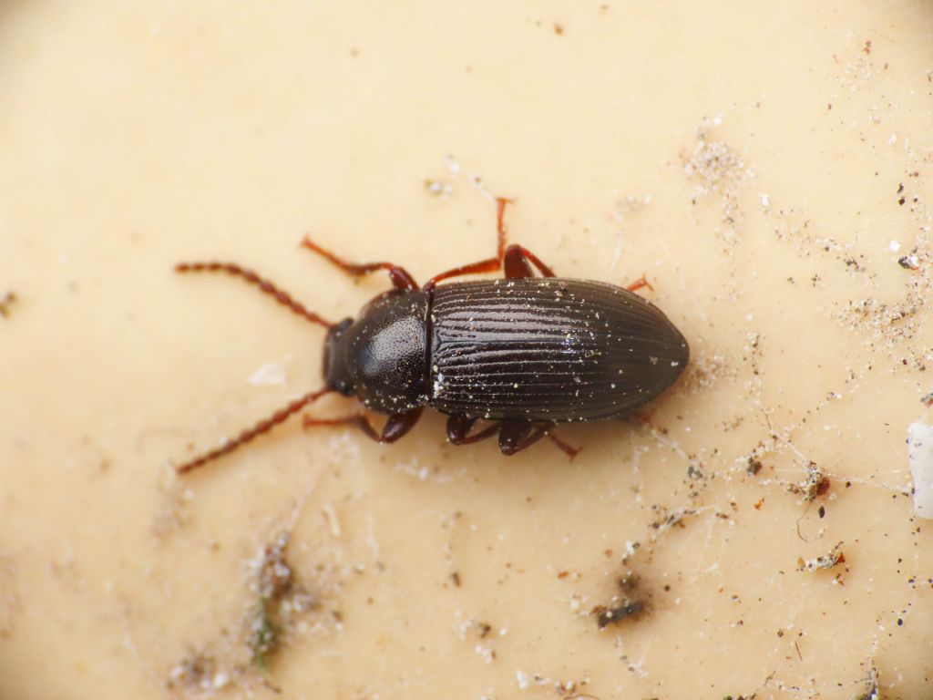 Tenebrionidae: Nalassus sp.