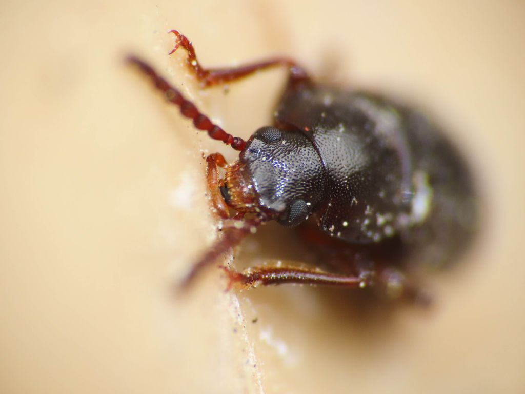 Tenebrionidae: Nalassus sp.