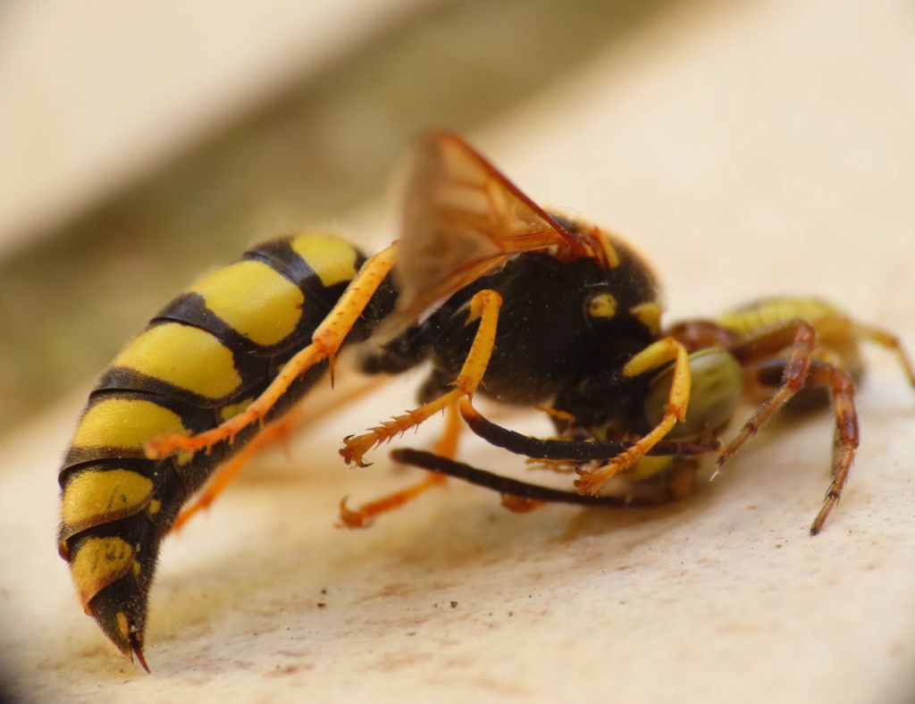 Vespidae? No, Crabronidae: Stizus fasciatus