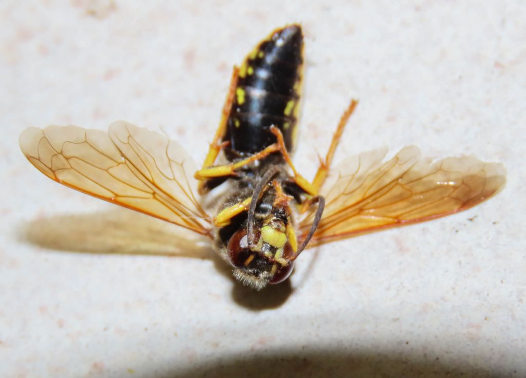 Vespidae? No, Crabronidae: Stizus fasciatus