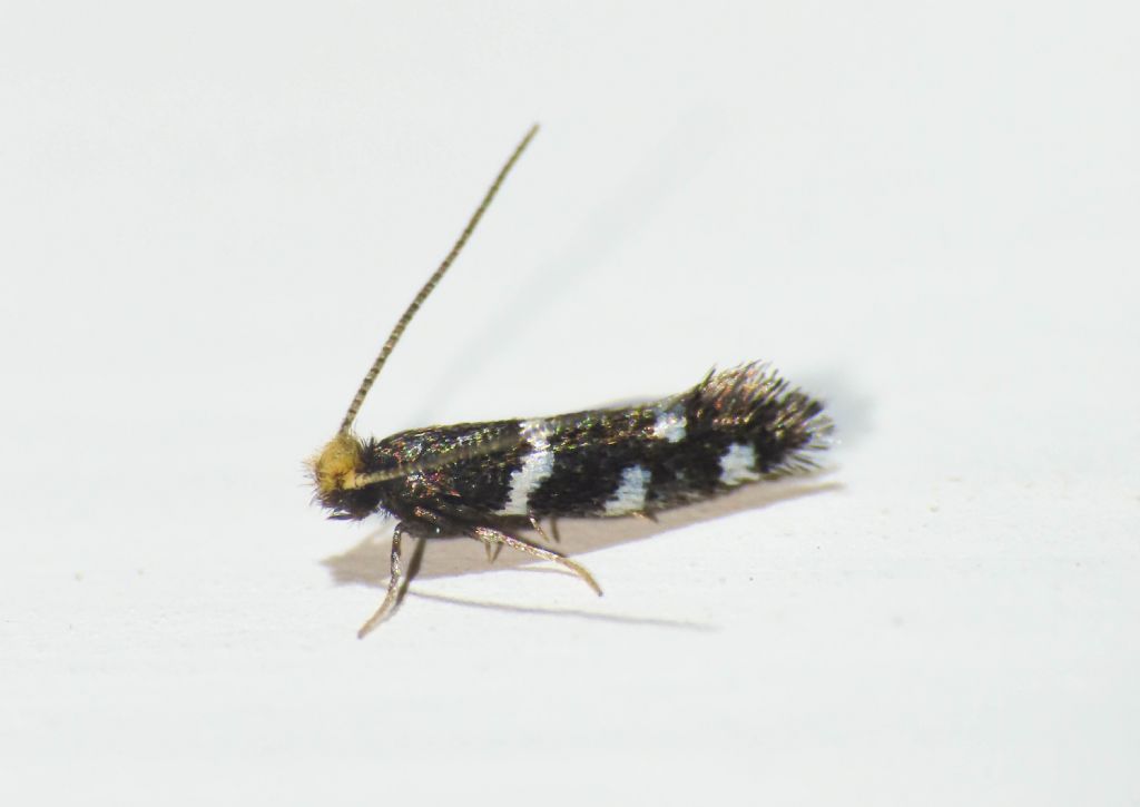 Eudarcia pagenstecherella (Meessiidae)