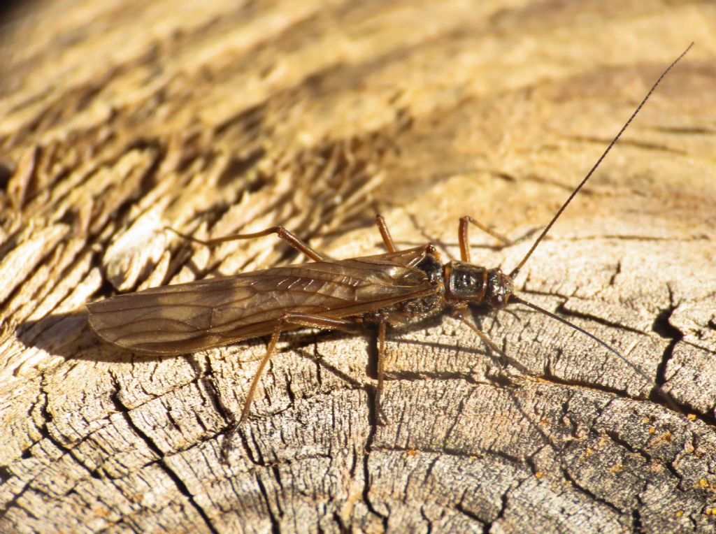 Taeniopterygidae: Taeniopteryx sp.