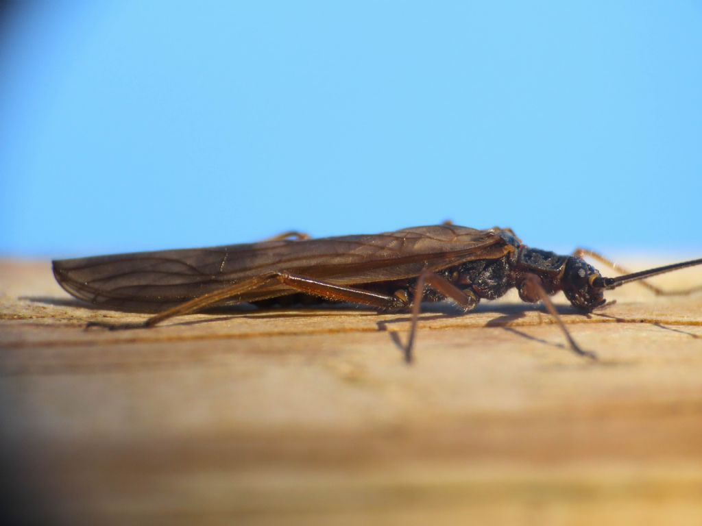 Taeniopterygidae: Taeniopteryx sp.