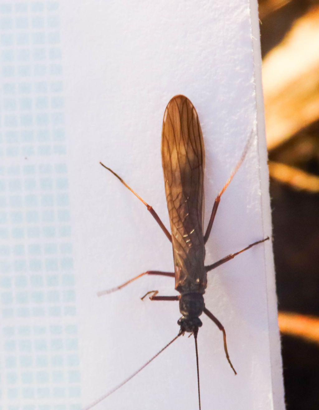 Taeniopterygidae: Taeniopteryx sp.