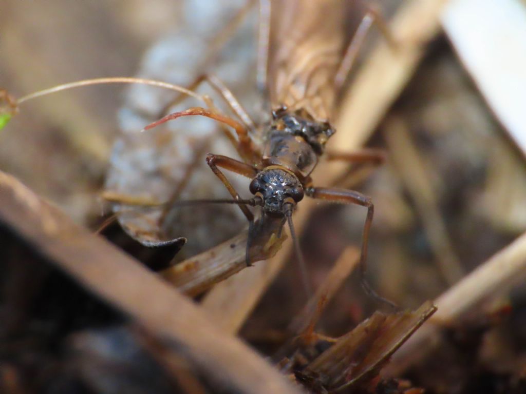 Taeniopterygidae: Taeniopteryx sp.