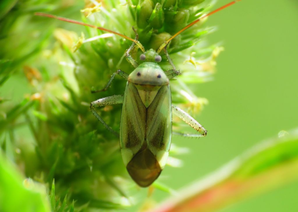 Miridae: Adelphocoris lineolatus f. binotata
