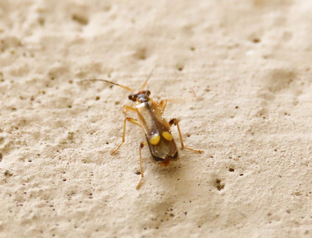 Cantharidae: Malthinus sp. (M. seriepunctatus o M. reflexus)