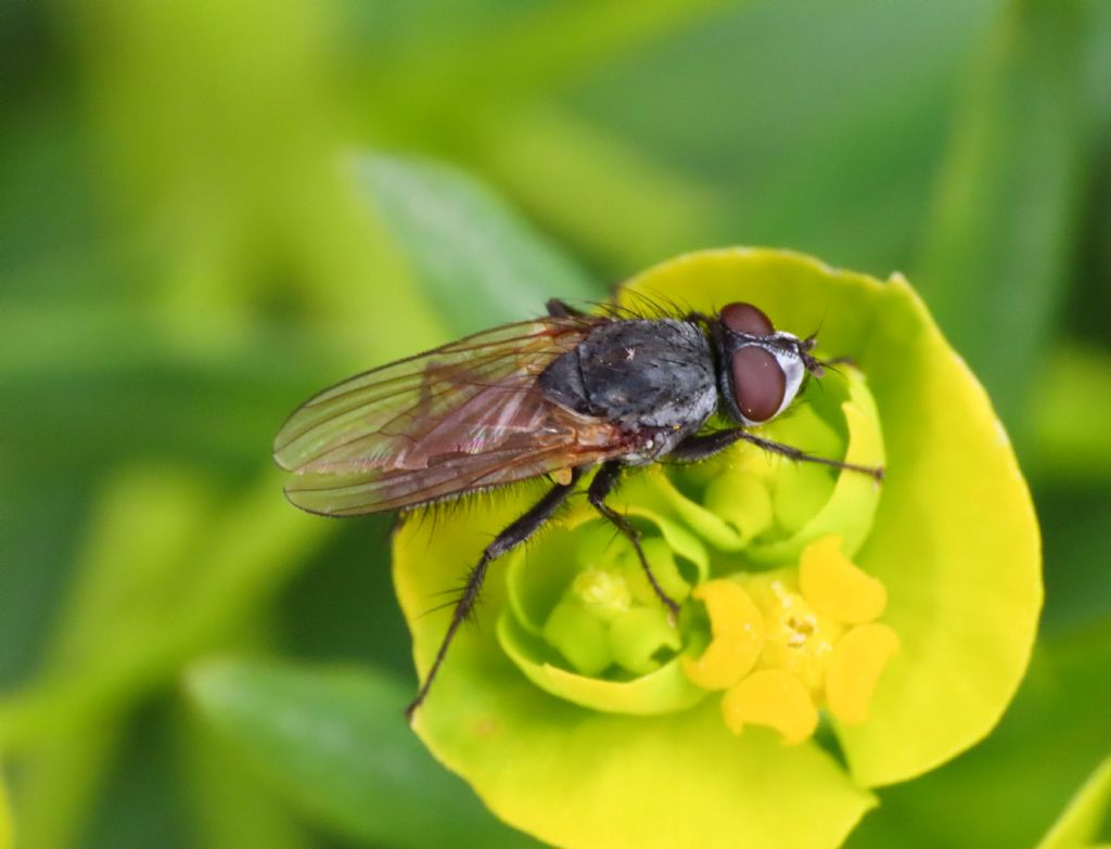 Dittero da identificare