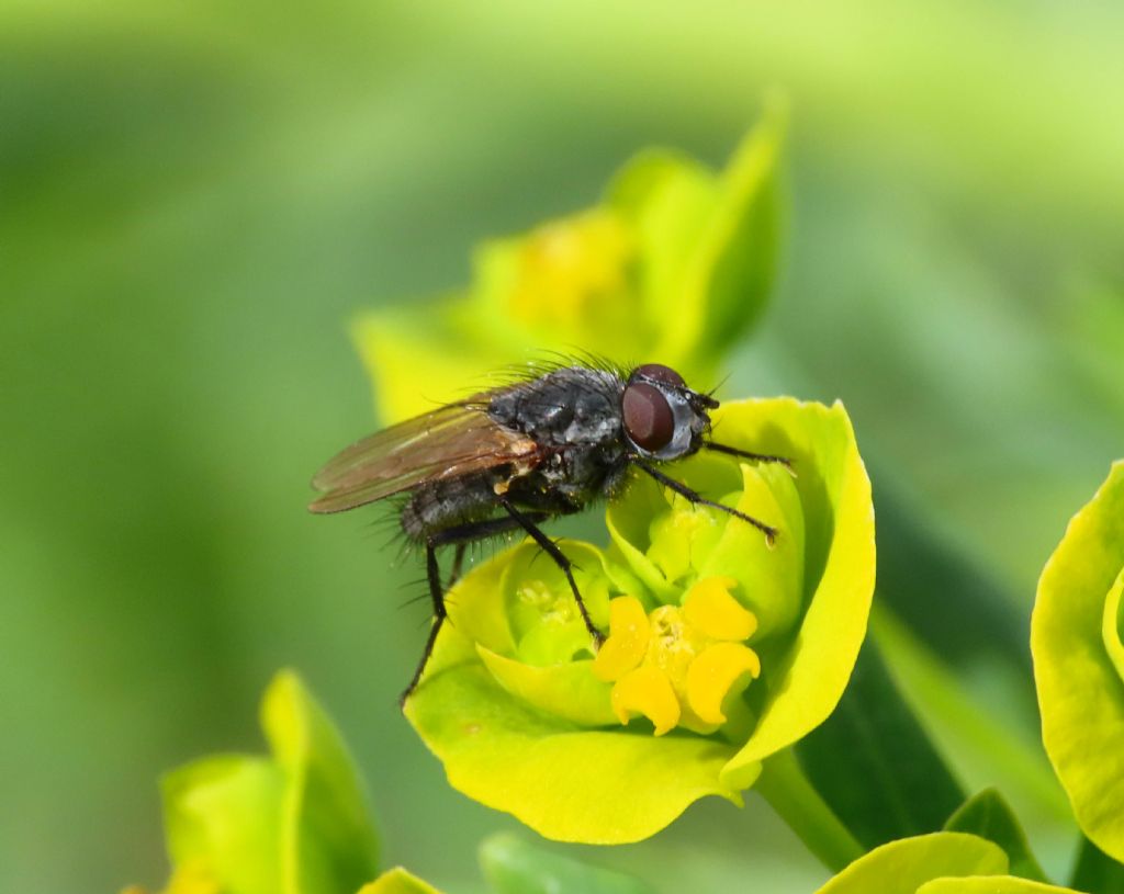 Dittero da identificare