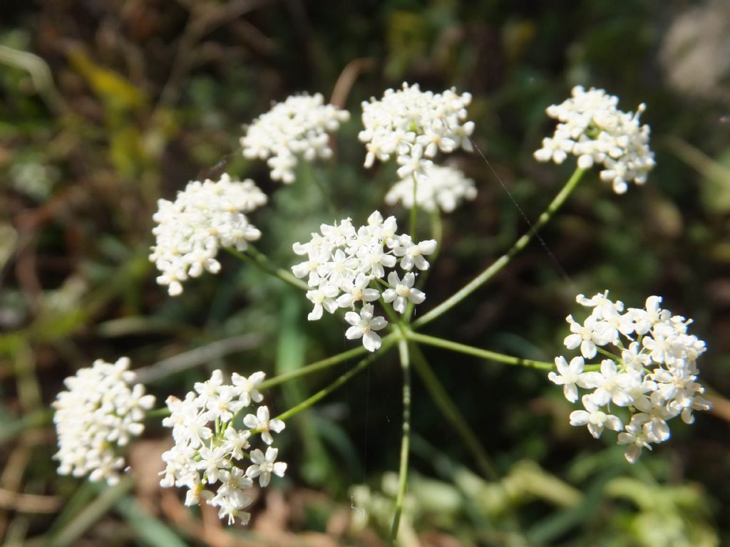 Pimpinella saxifraga /Tragoselino comune