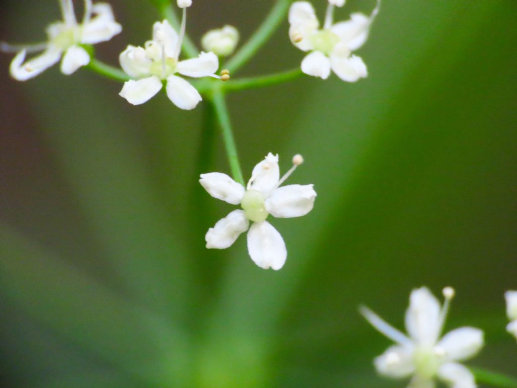 Pimpinella saxifraga /Tragoselino comune