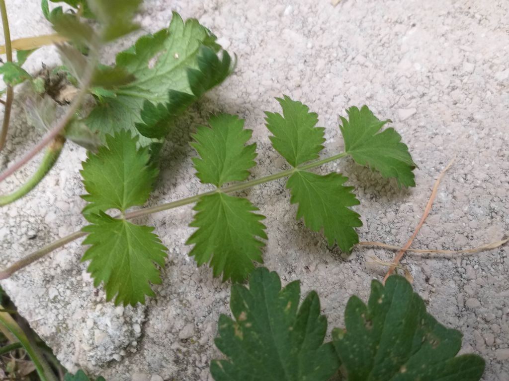 Pimpinella saxifraga /Tragoselino comune