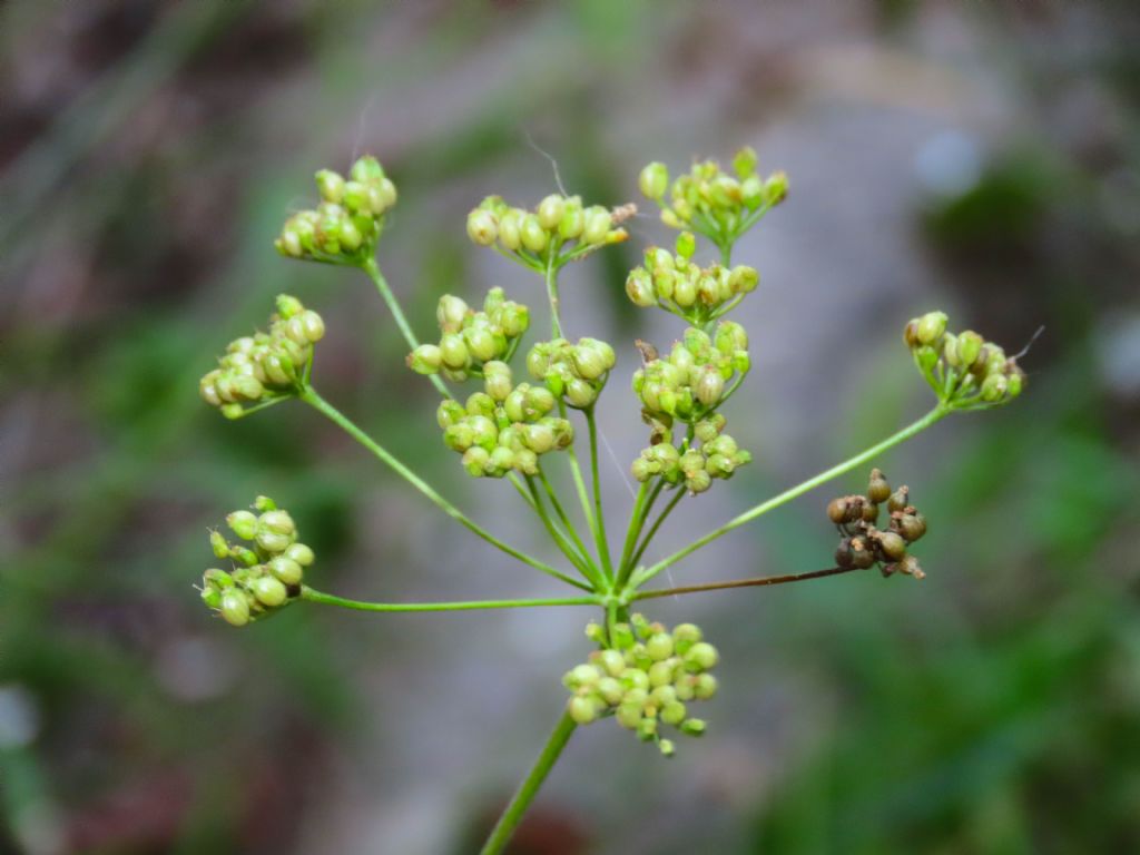 Pimpinella saxifraga /Tragoselino comune