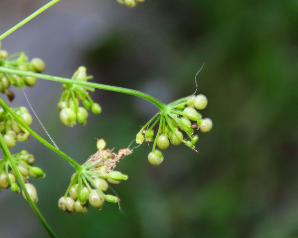 Pimpinella saxifraga /Tragoselino comune