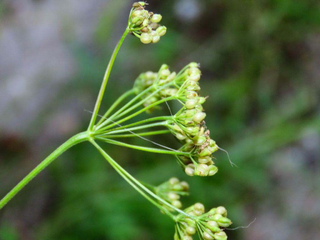 Pimpinella saxifraga /Tragoselino comune