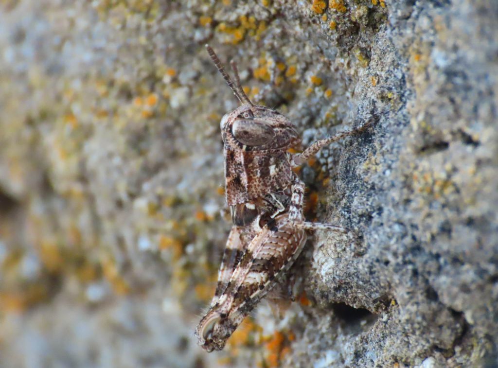 Acrididae: Calliptamus sp.