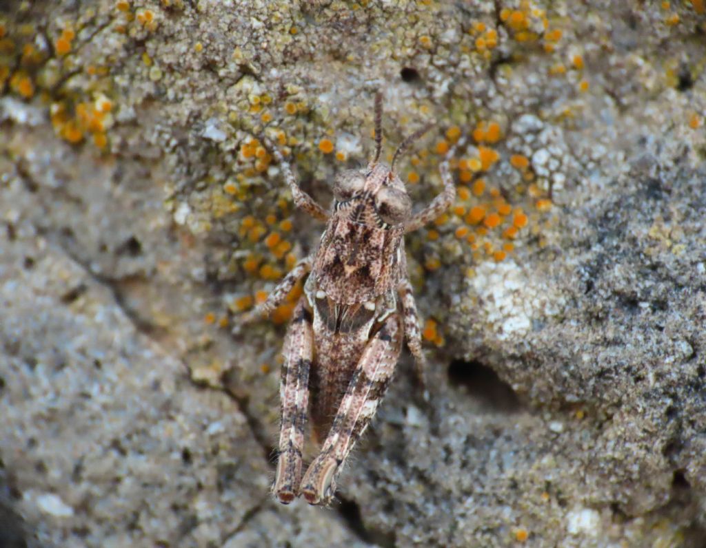 Acrididae: Calliptamus sp.