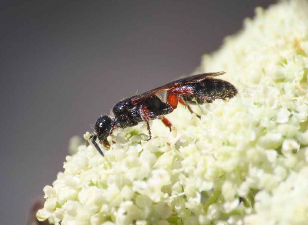 Tiphiidae: Tiphia femorata (Tiphiidae), femmina
