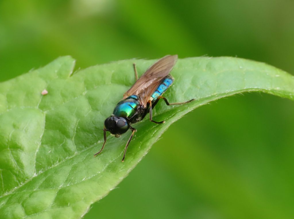 Stratiomyidae? S, Chloromyia formosa