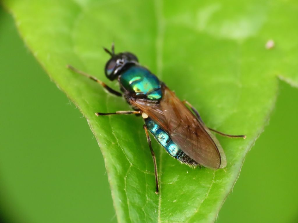 Stratiomyidae? S, Chloromyia formosa