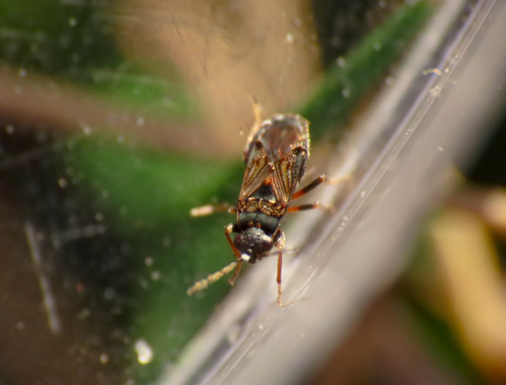 Lygaeidae? S, Ischnocoris cfr. punctulatus