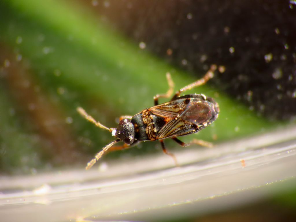 Lygaeidae? S, Ischnocoris cfr. punctulatus