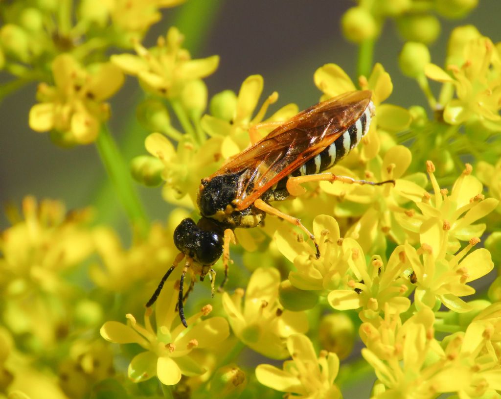 Tenthredinidae? S, Tenthredo cfr. scrophulariae