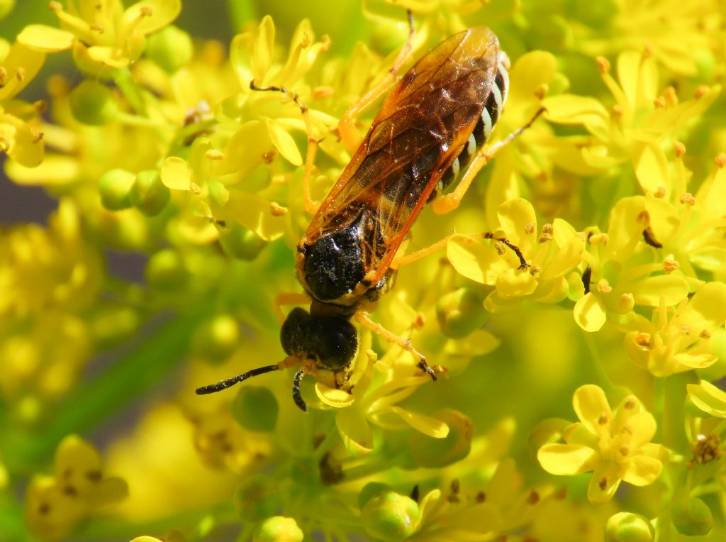 Tenthredinidae? S, Tenthredo cfr. scrophulariae