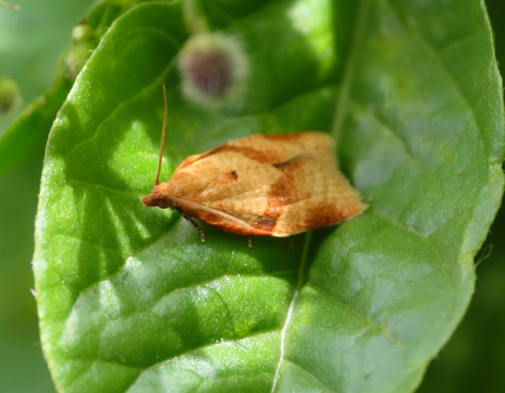 Tortricidae: : Clepsis consimilana