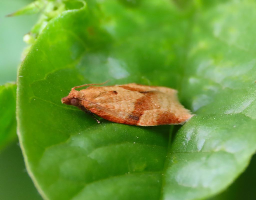 Tortricidae: : Clepsis consimilana