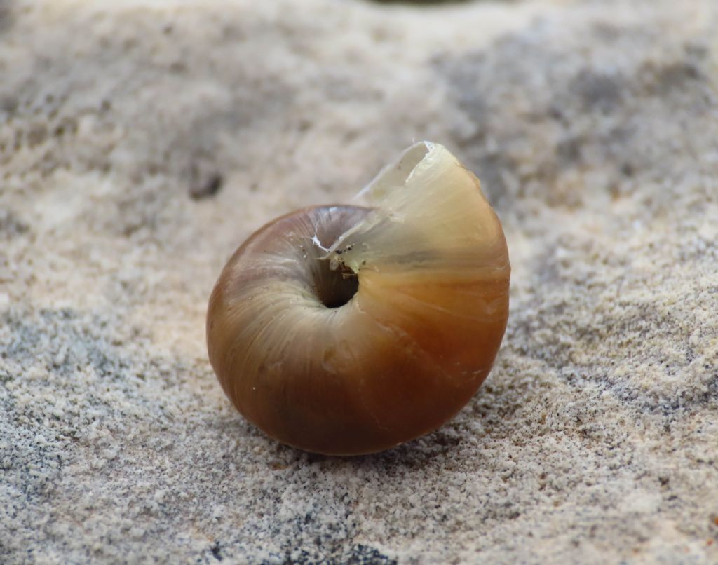 Gasteropode da identificare