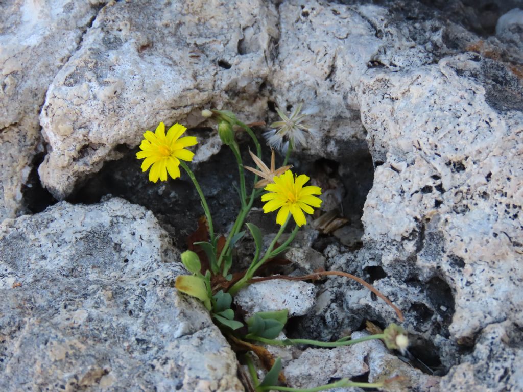 Asteraceae: cfr. Hieracium sp.