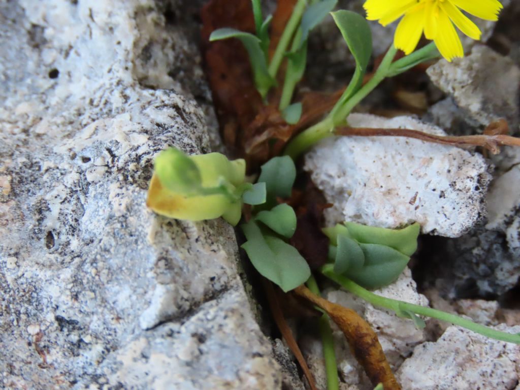 Asteraceae: cfr. Hieracium sp.