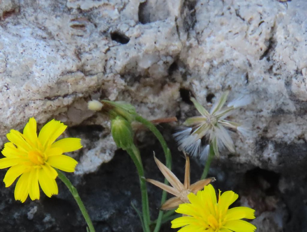 Asteraceae: cfr. Hieracium sp.