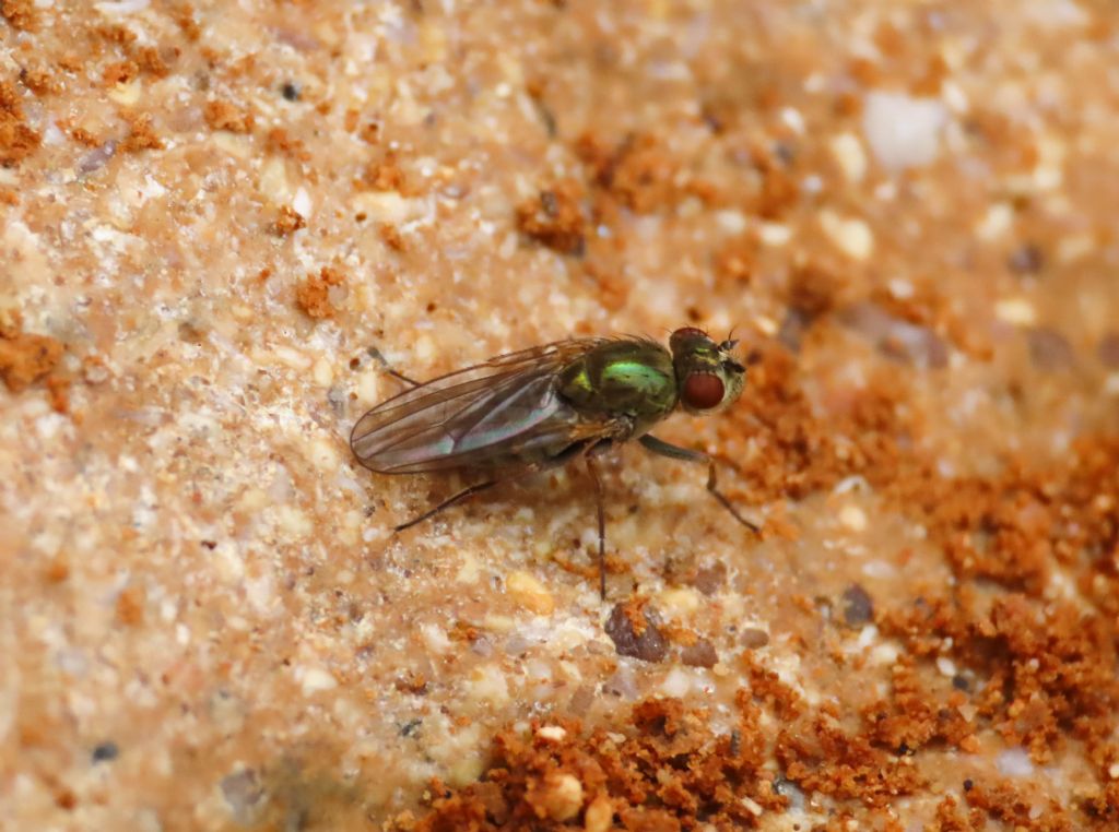 fam. Dolichopodidae