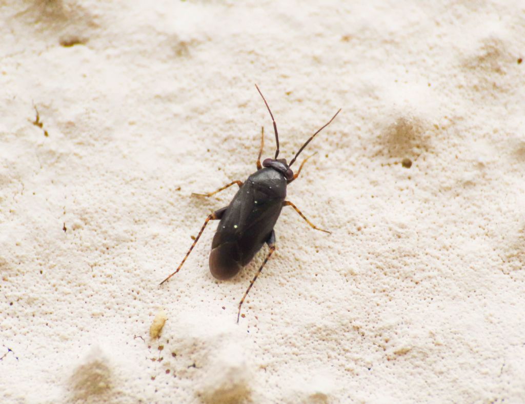 Miridae: Chlamydatus pullus