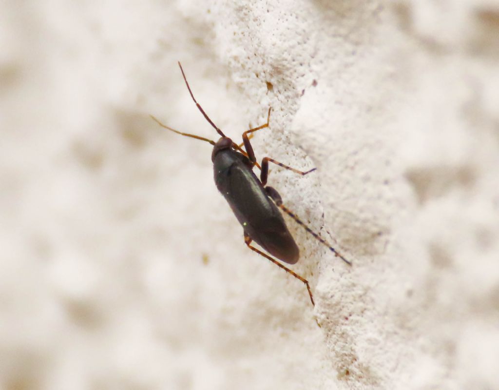 Miridae: Chlamydatus pullus