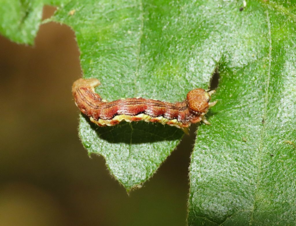 Bruco di Geometridae da identificare: Erannis defoliaria