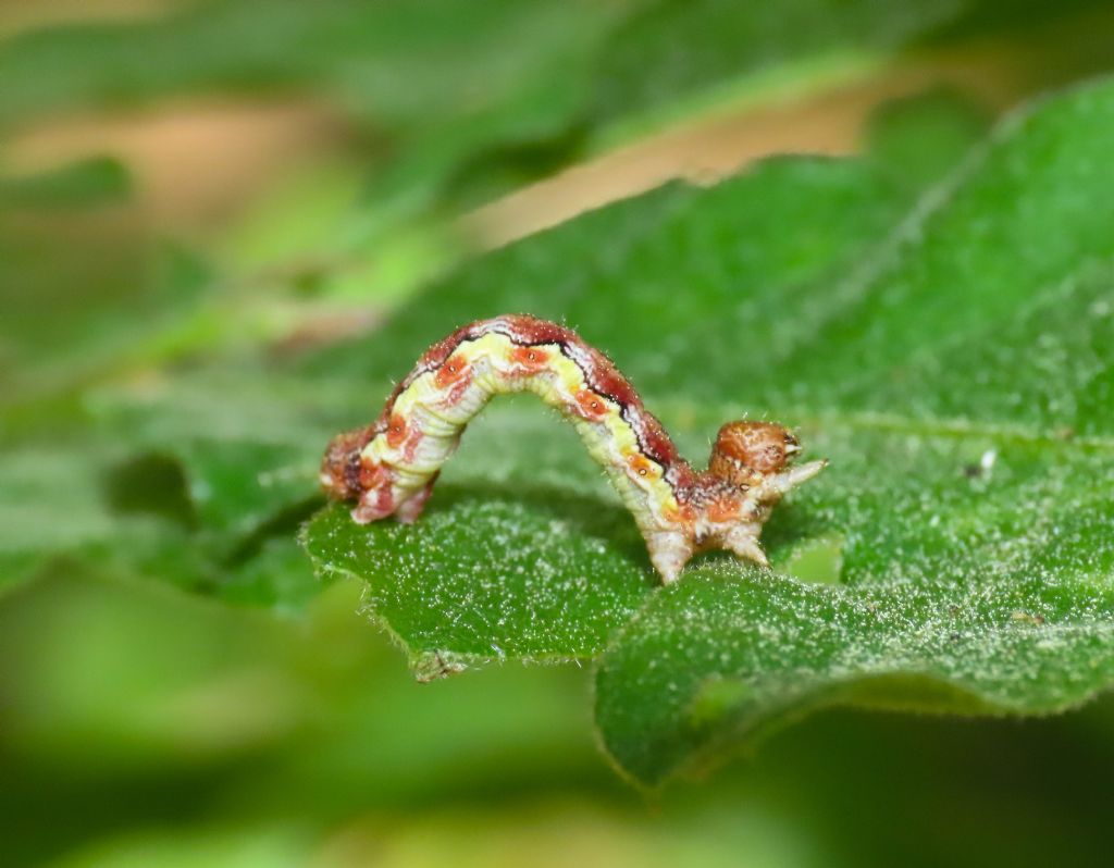 Bruco di Geometridae da identificare: Erannis defoliaria