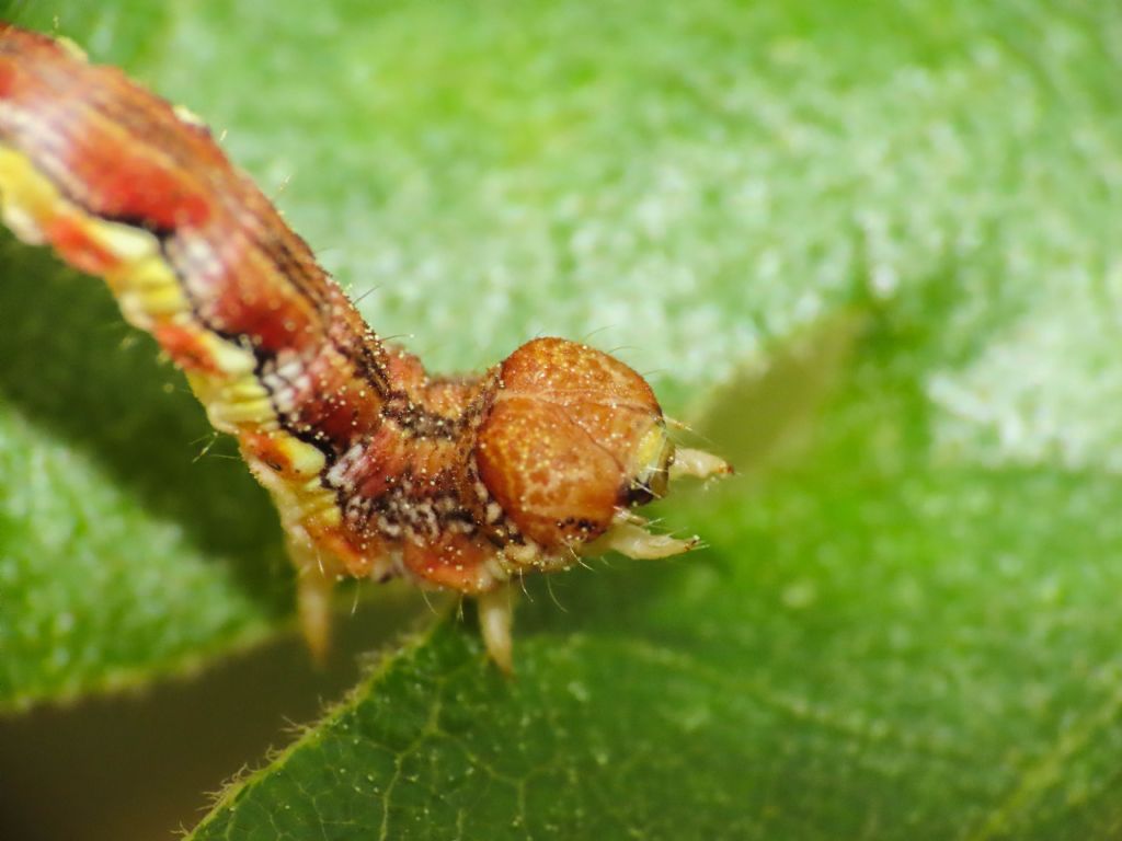 Bruco di Geometridae da identificare: Erannis defoliaria