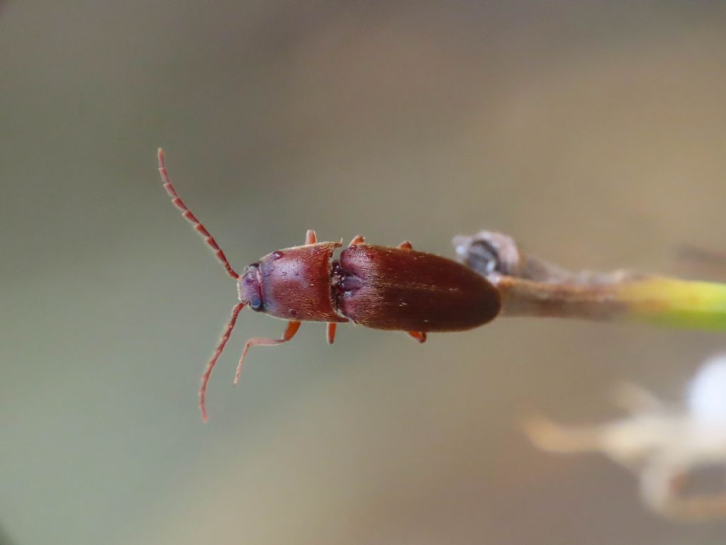 Elateridae: Mulsanteus guillebeaui