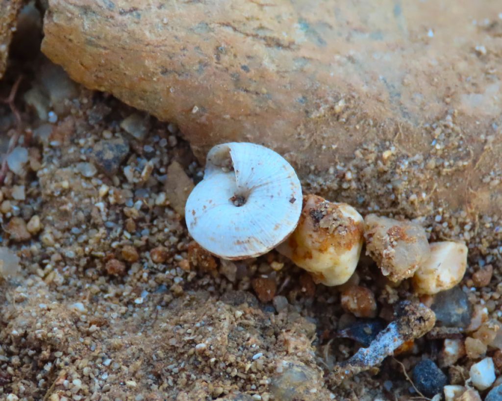 Gasteropode da identificare