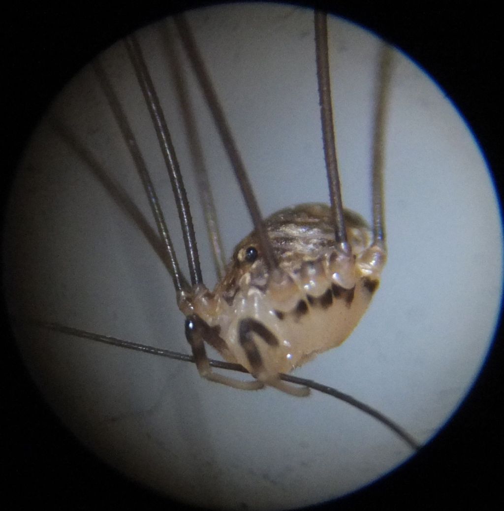 Opilione da identificare - Nelima cfr doriae (Sclerosomatidae)