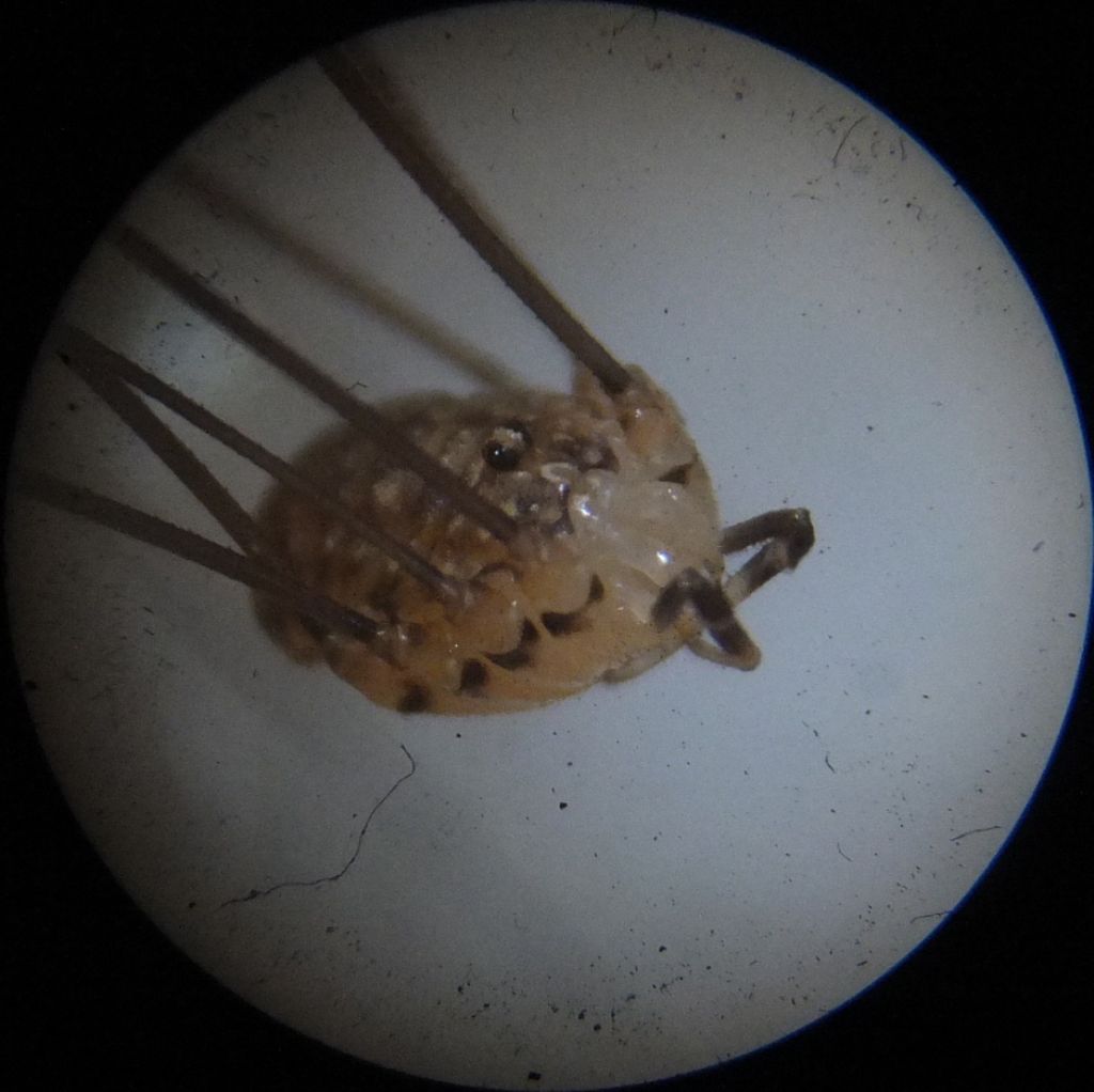 Opilione da identificare - Nelima cfr doriae (Sclerosomatidae)