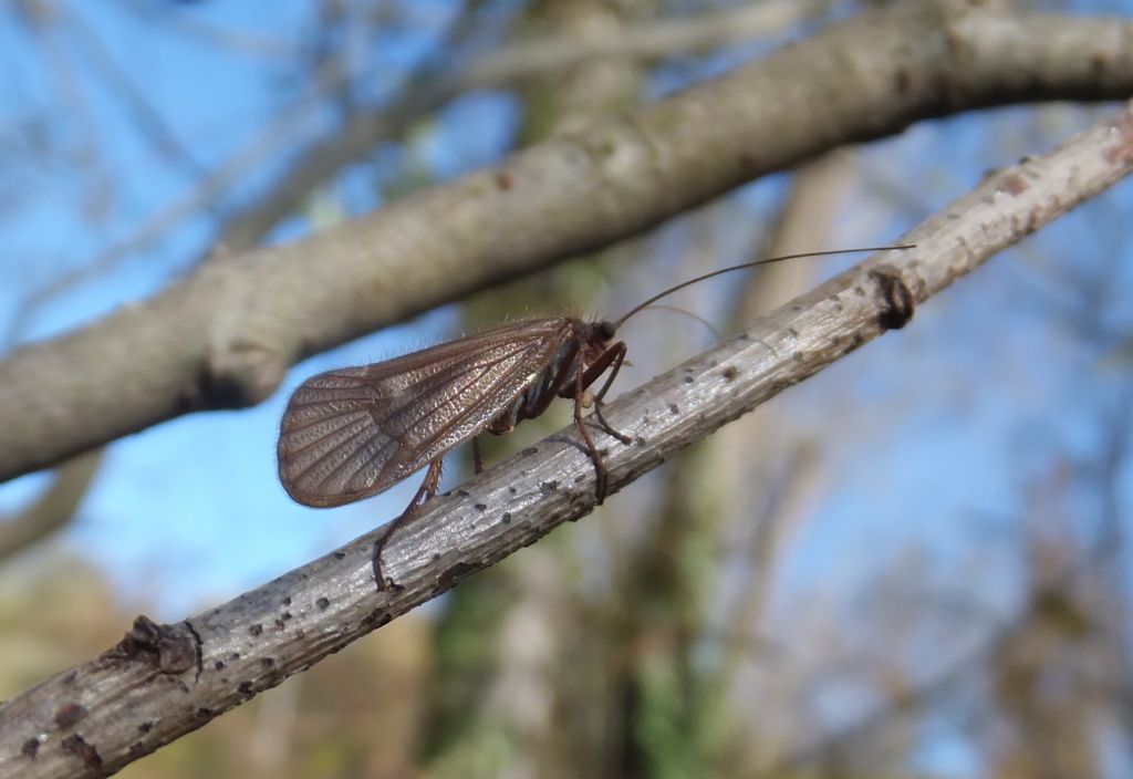 Limnephilidae da id.