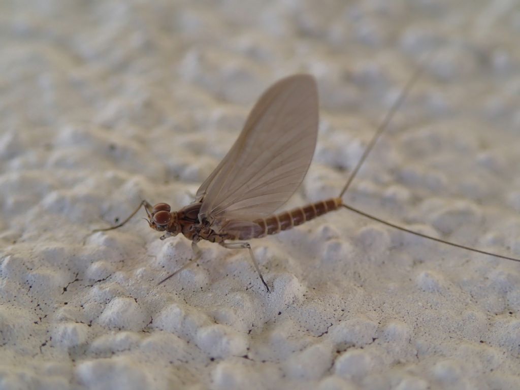 Baetidae: Baetis cfr. rhodani, maschio