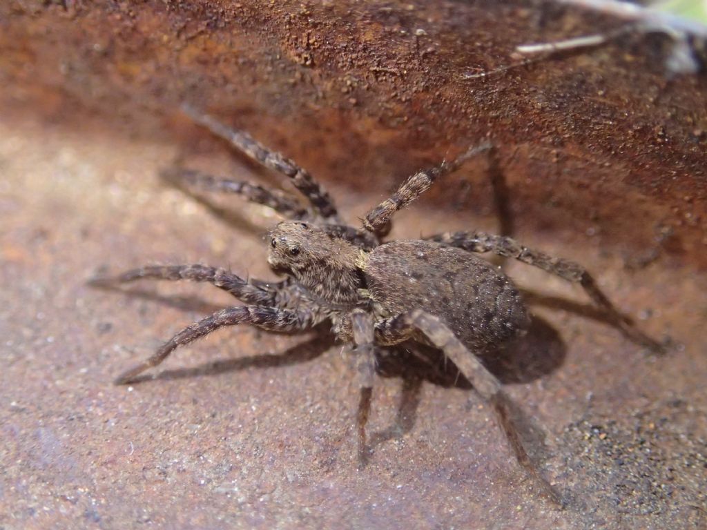 Lycosidae: Alopecosa albofasciata