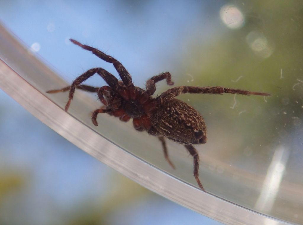 Lycosidae: Alopecosa albofasciata